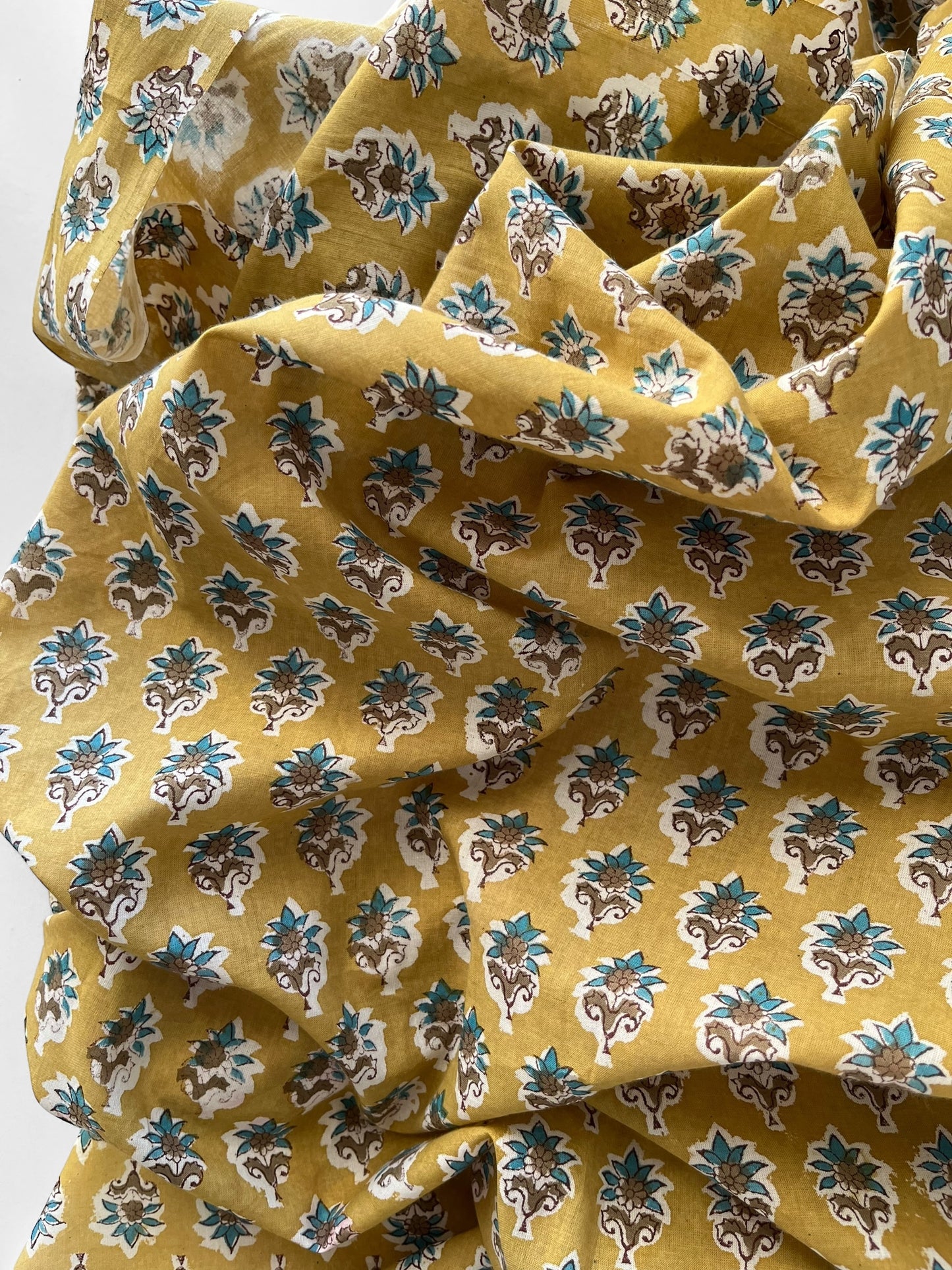 Hoya Mustard